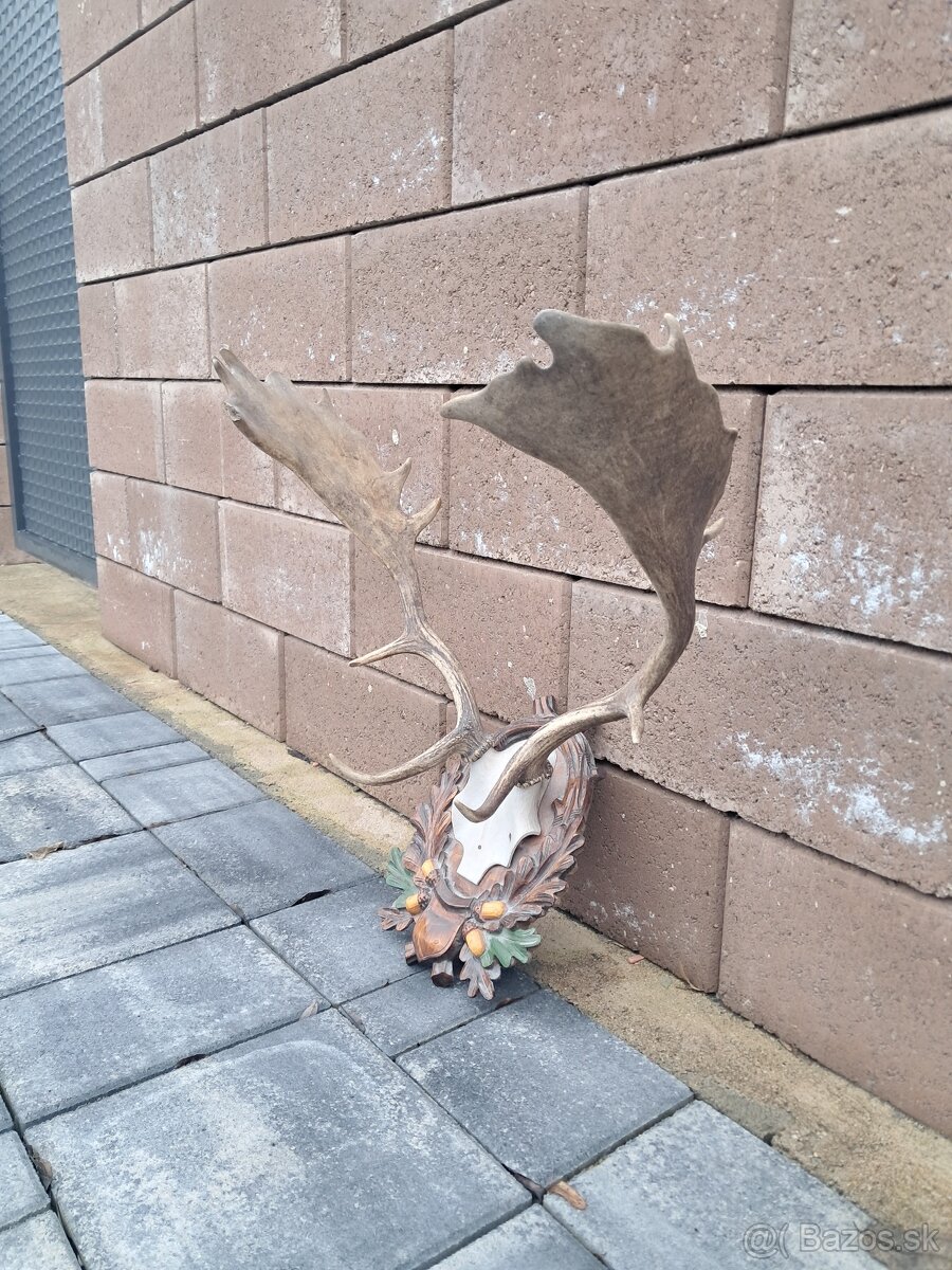 Daniel, trofej, trofeje, parozie - 2