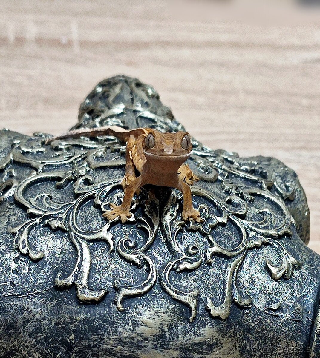 Pagekon riasnaty - 2