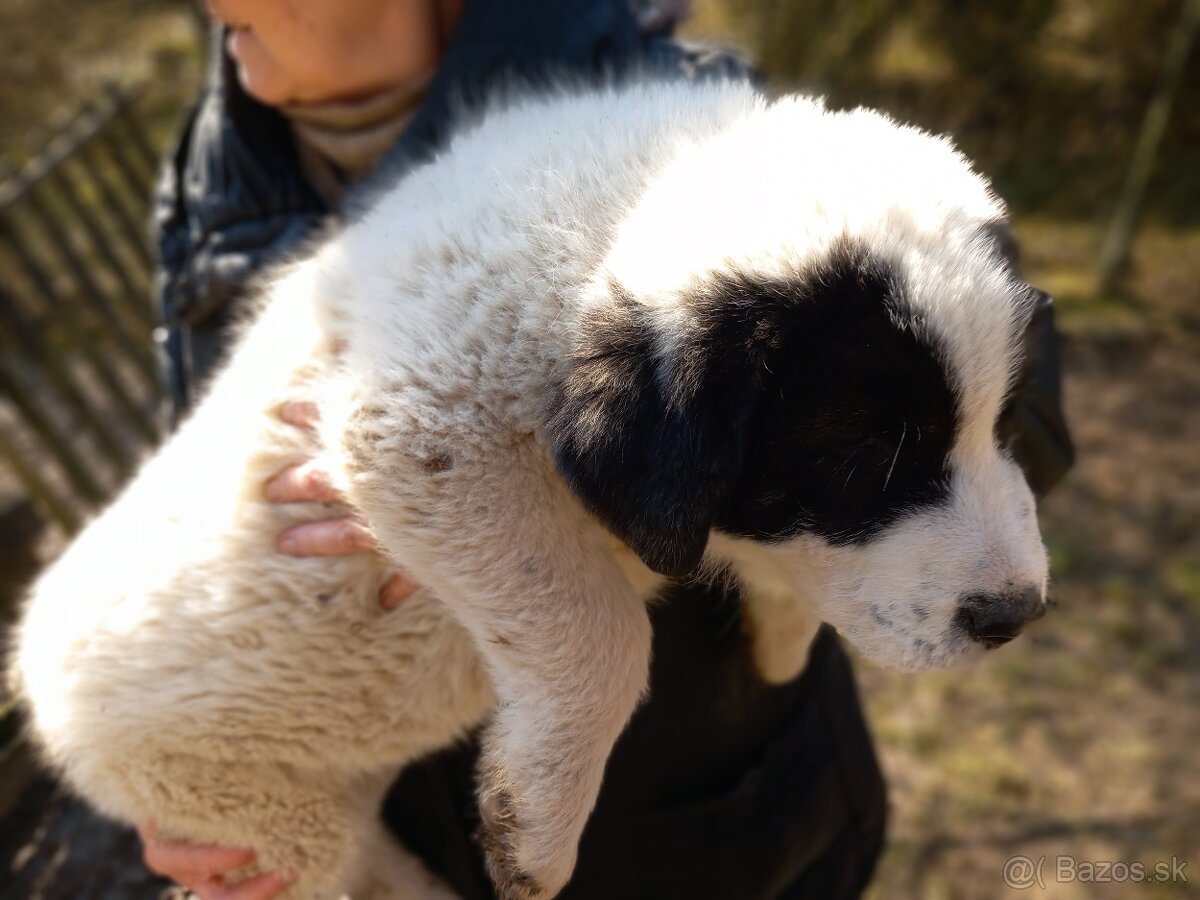 Stredoázijský pastiersky pes - 2