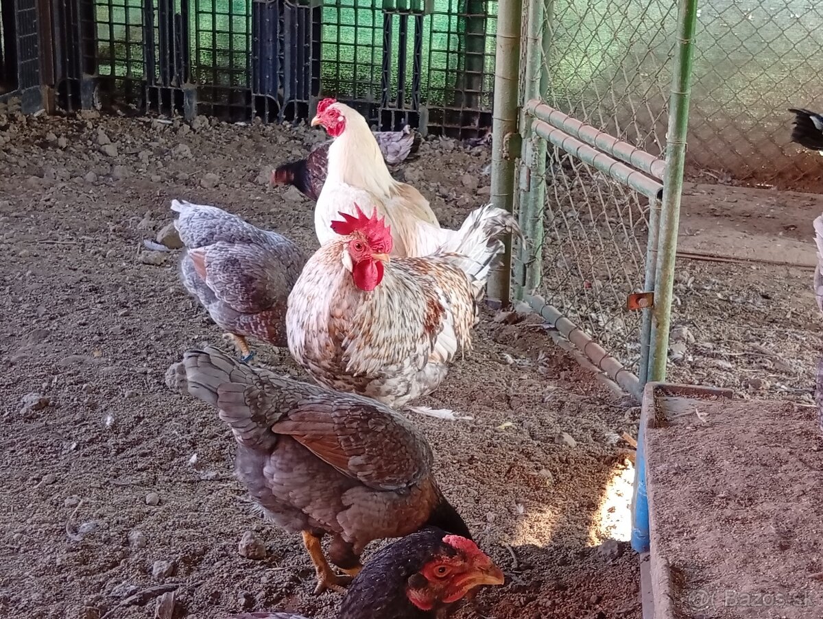 Predam kohutov . - 2