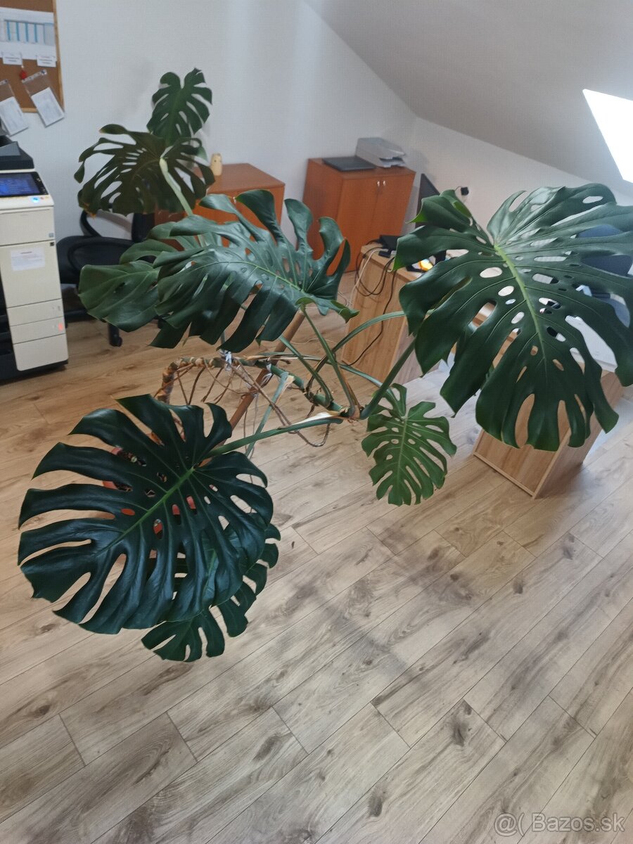 Monstera - 2