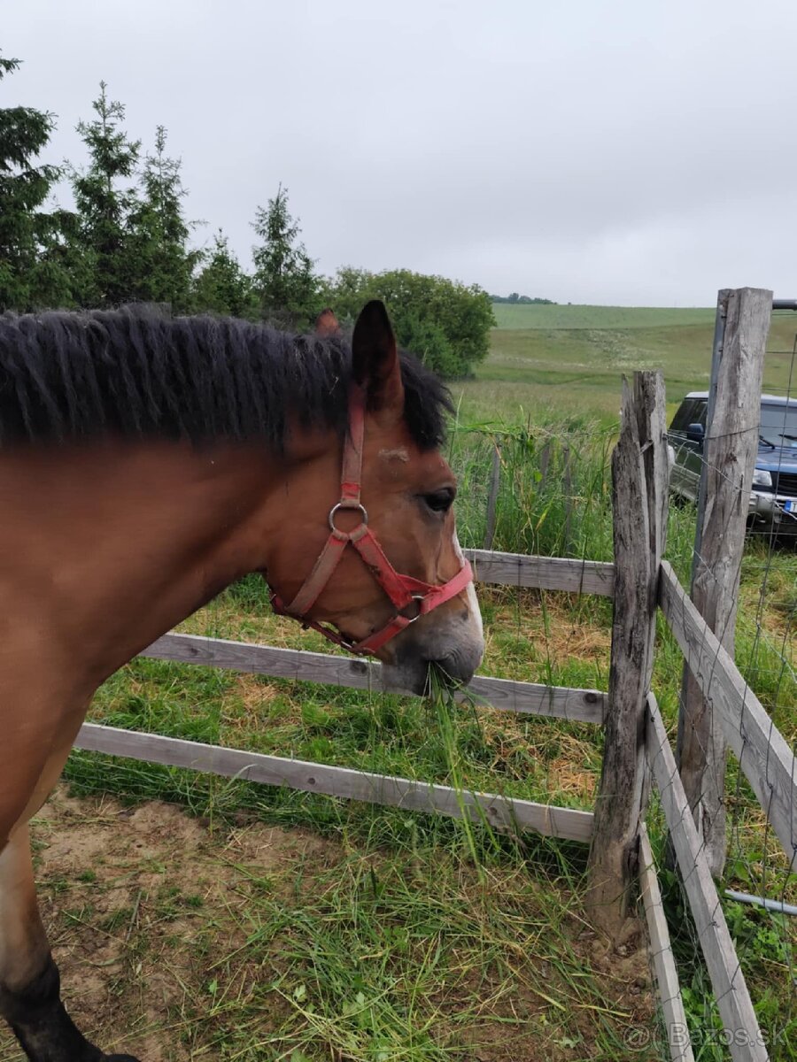 Na predaj ťazna kobyla - 2