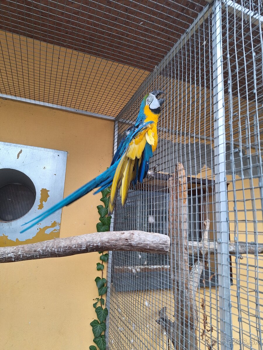 Ara Ararauna 1.0 - 2