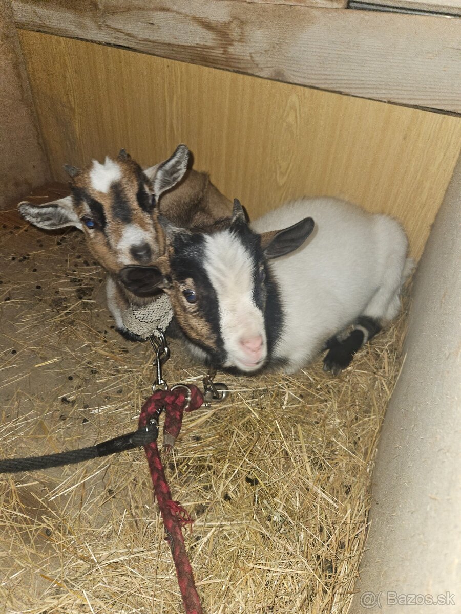 Predám mladé Hollandské kozy a capa - 2