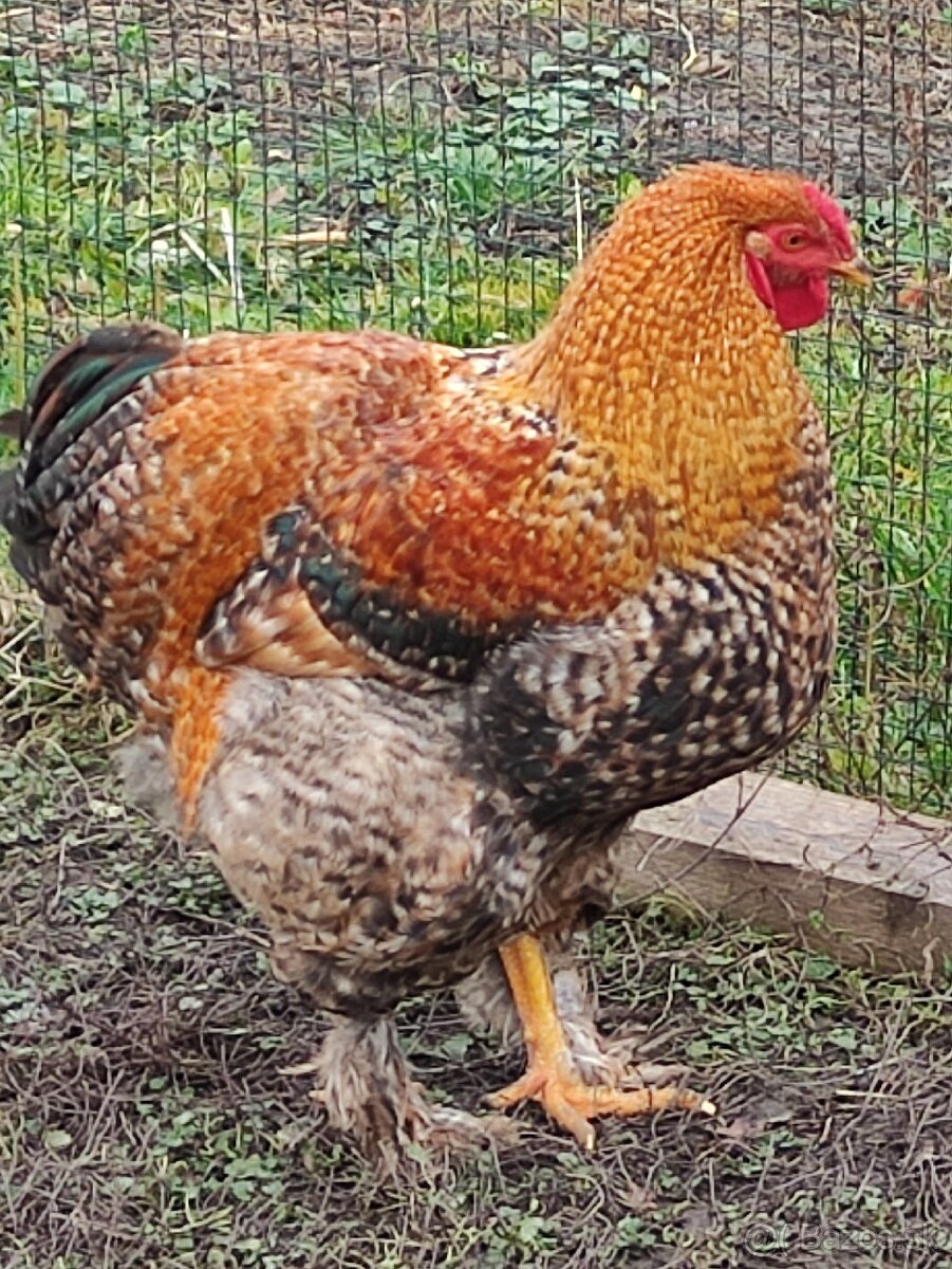 Oravka rodovofarebná - nádherný kohút - 2