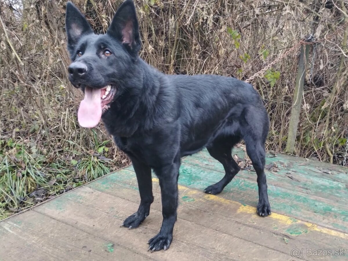 Nemecký ovčiak s PP - 2