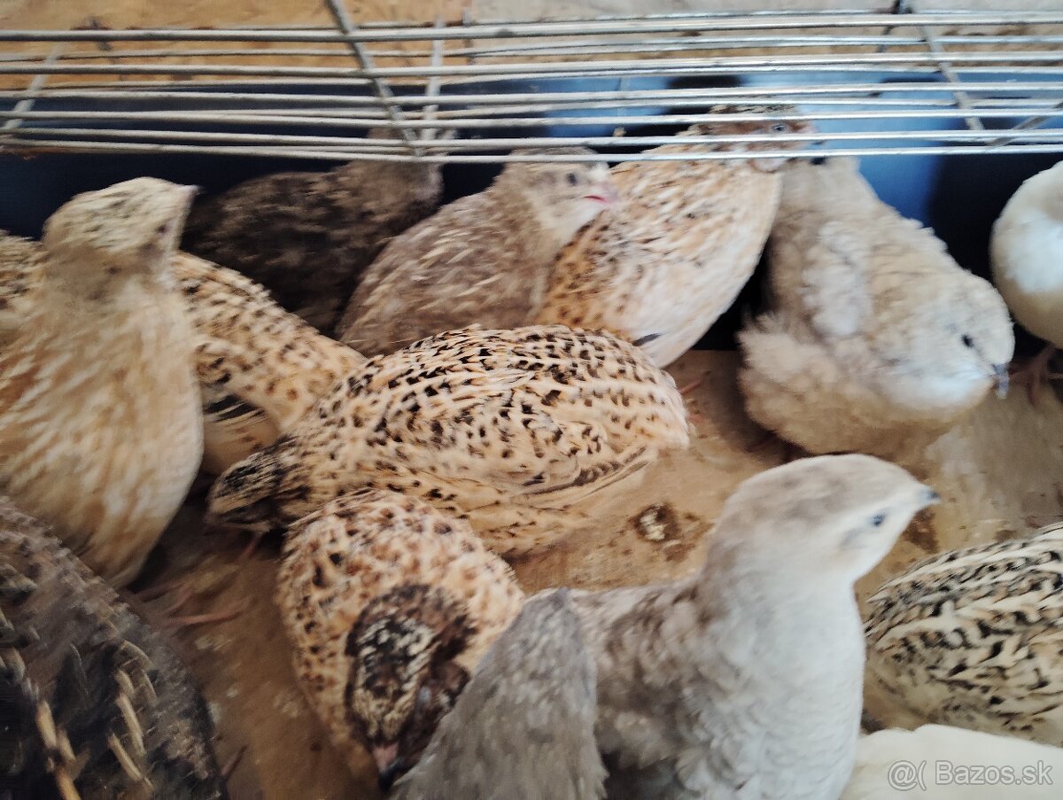 Predám japonské prepelice - 2