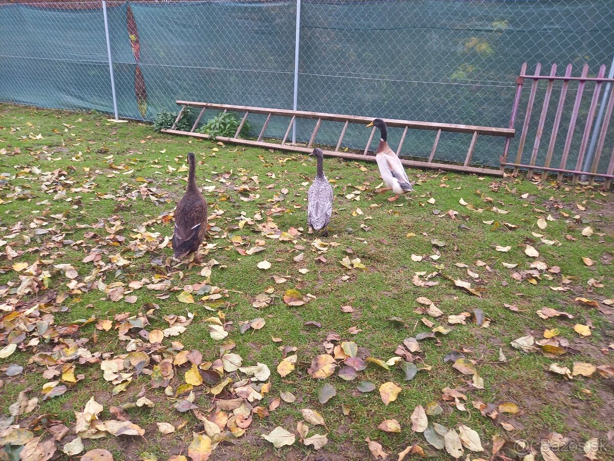 Predam indicke bežce - 2