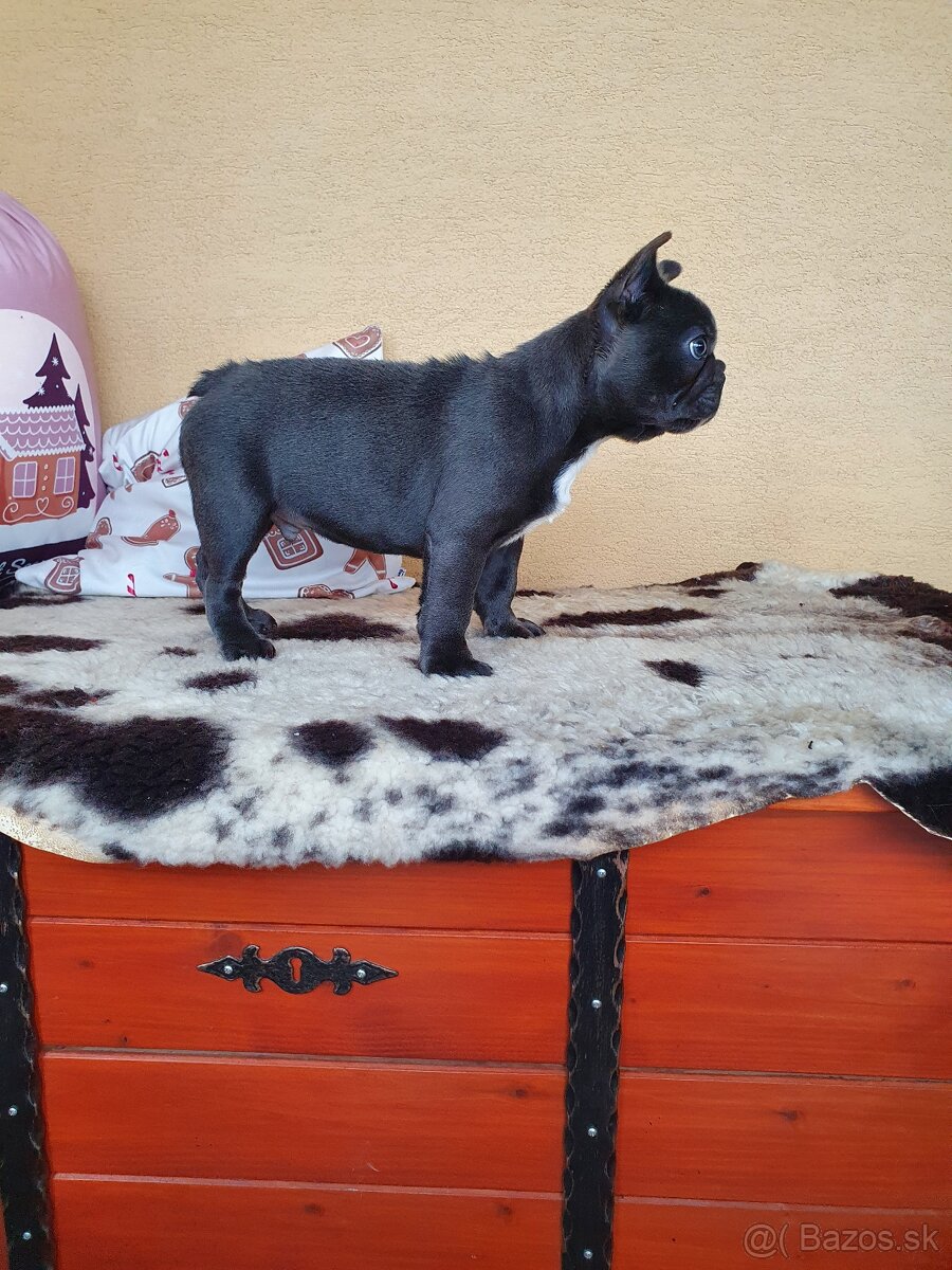 Francúzsky buldoček modrý - 2