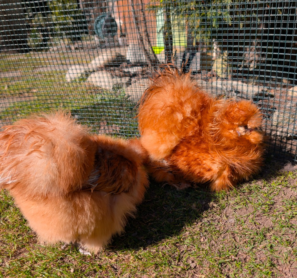 Frizzle Kohútik hodvabnicky USA - 2