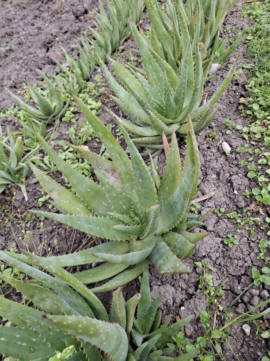 Aloe vera - 2