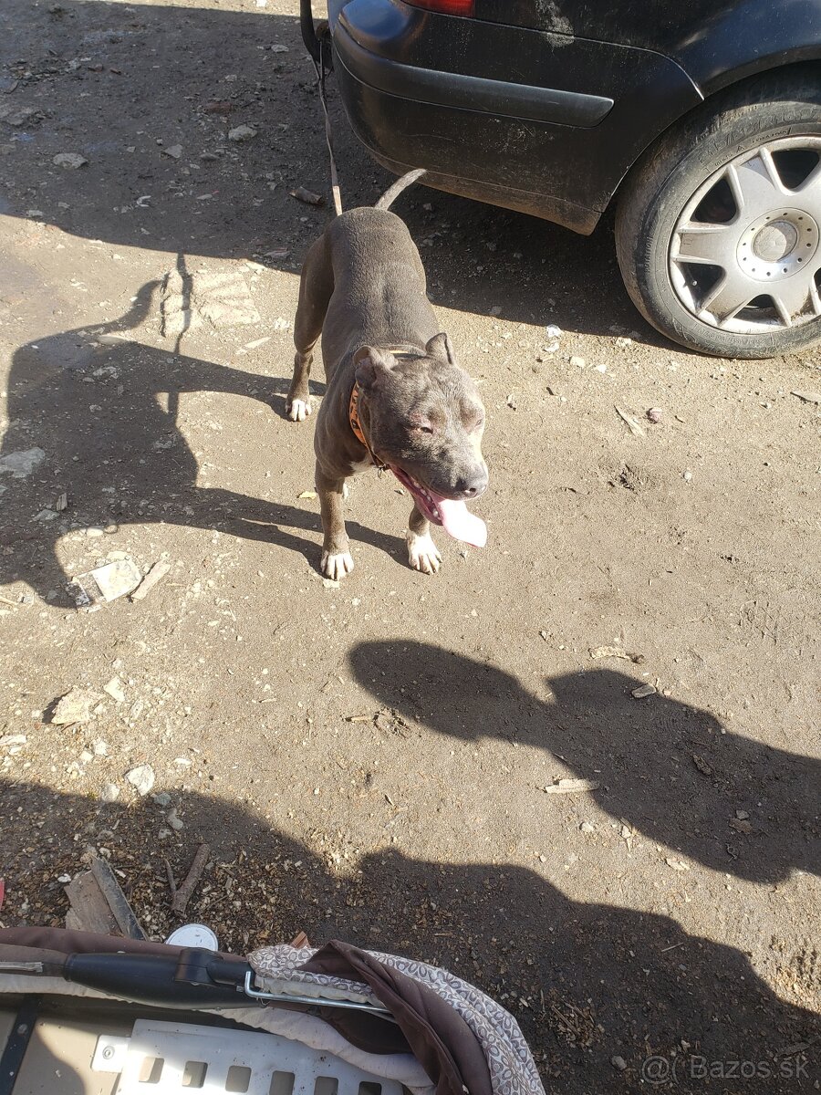 Predam americki Stafford terjer - 2