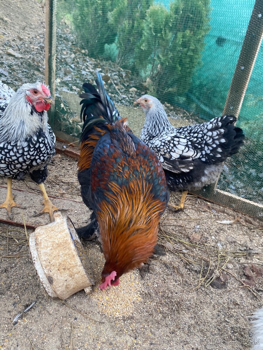 Predám kohuta maranska - 2