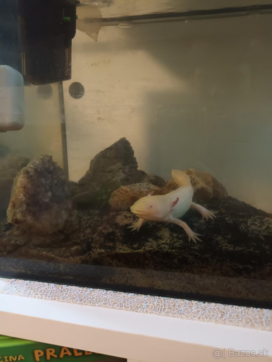 Axolotl mexický - 2