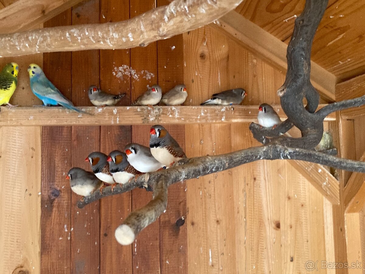 Výstavné zebričky a andulka - 2