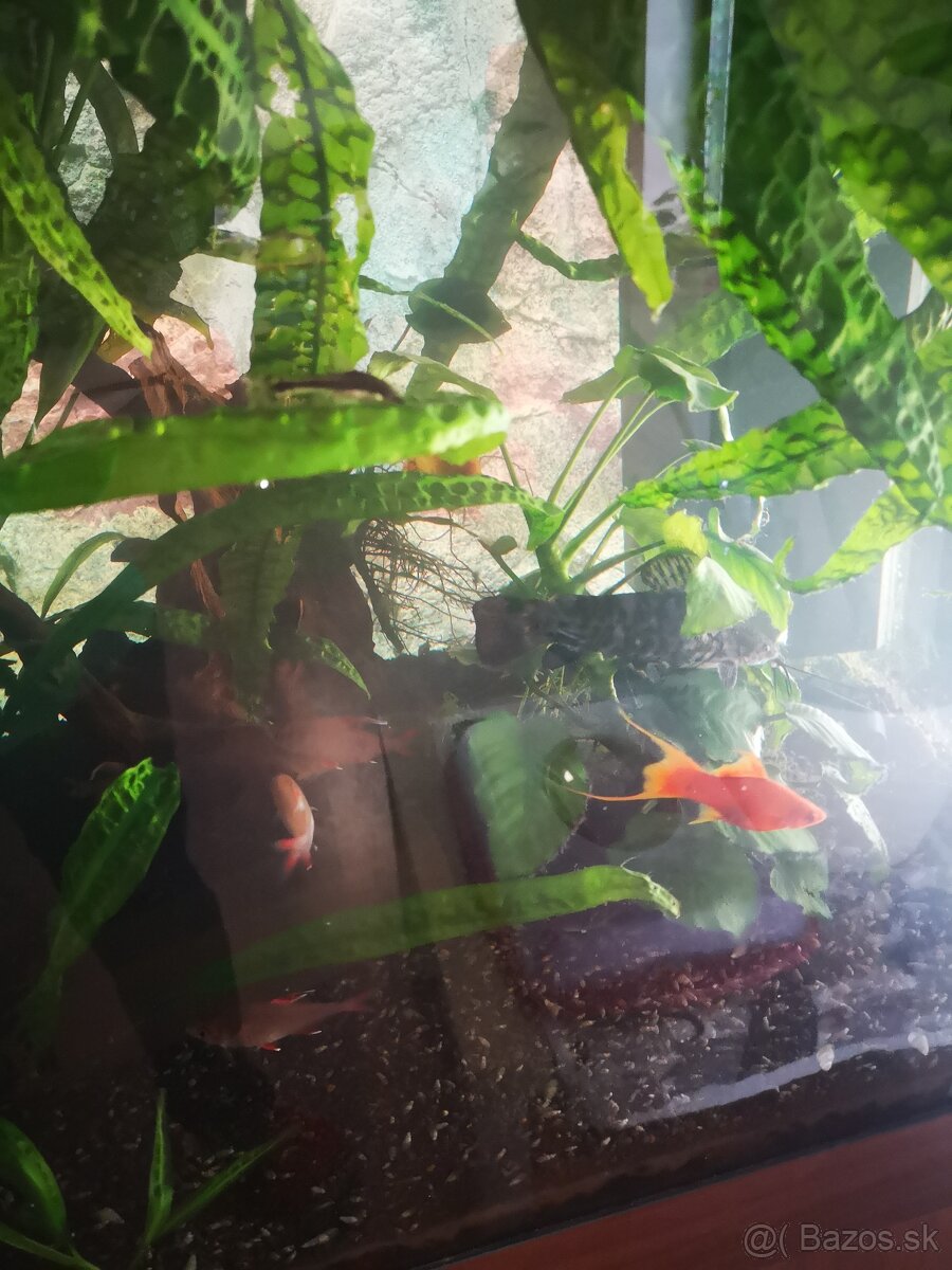 Predám akvárium juwel 200 - 2