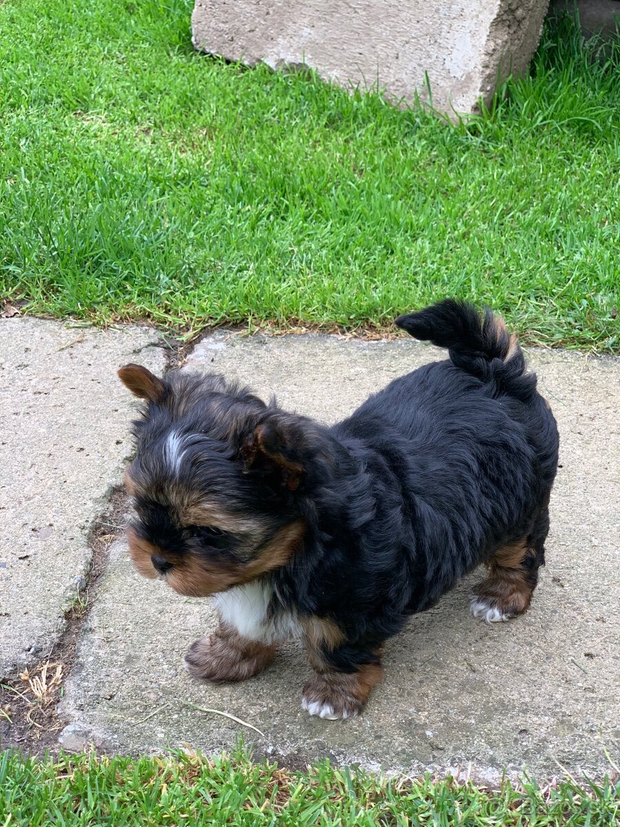 Yorkshire terier - 2