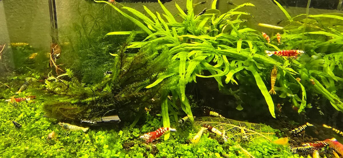 Krevetky caridina - 2