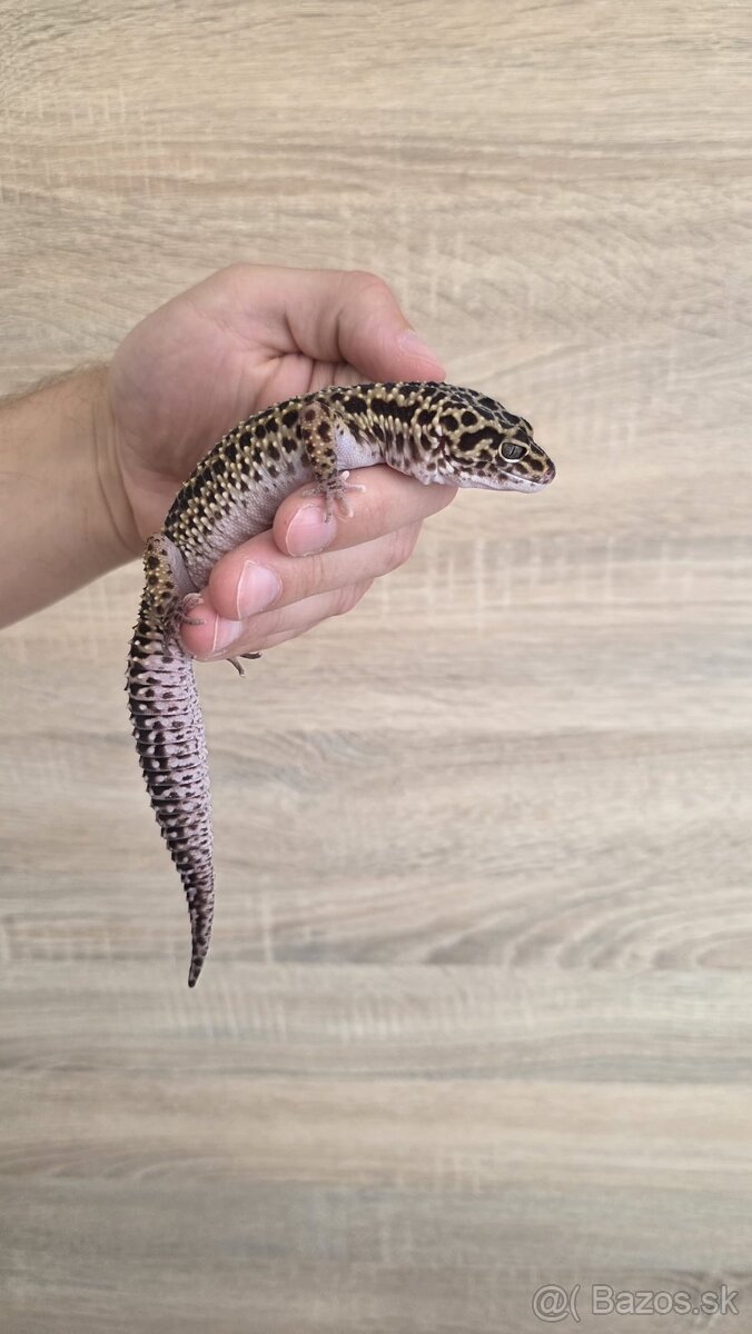 Gekončík nočný (Eublepharis macularius) - 2