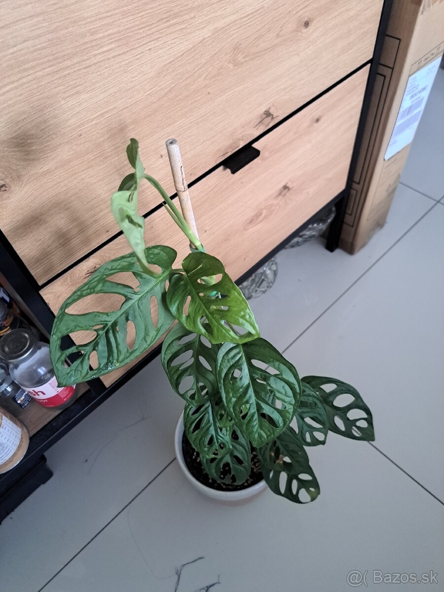 Monstera adansonii (Monkey Mask) s oporou - 2