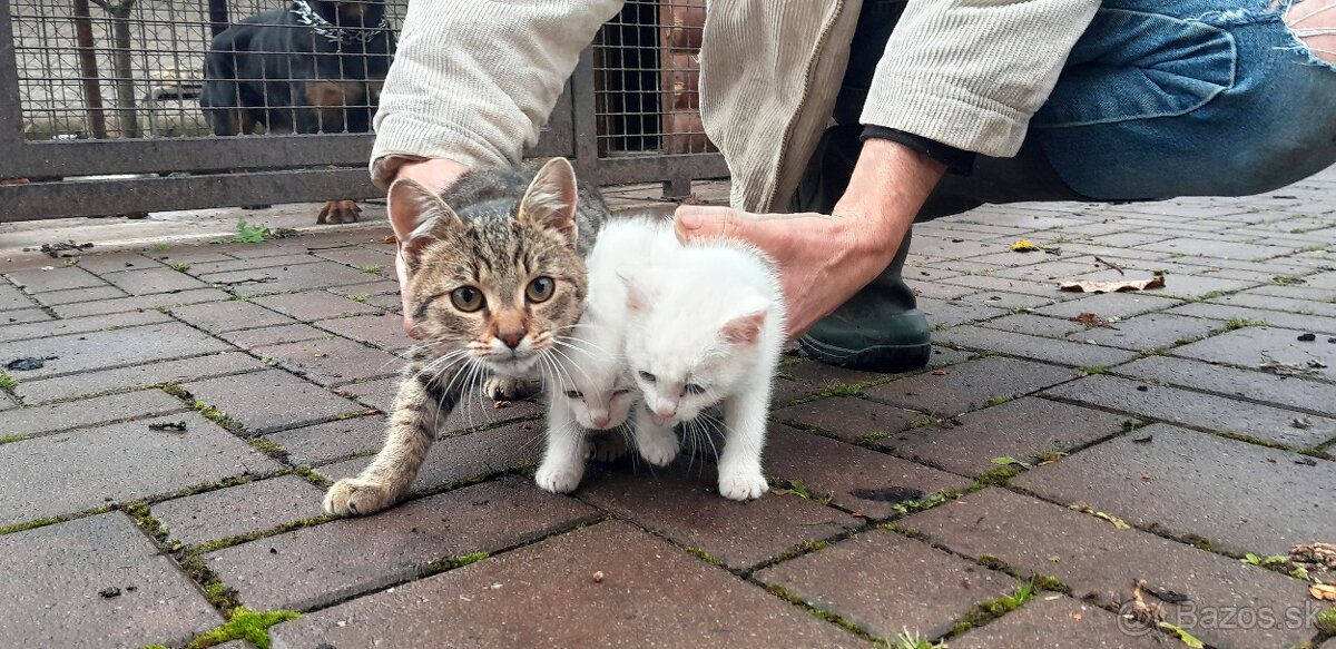 Darujem mačiatka - 2