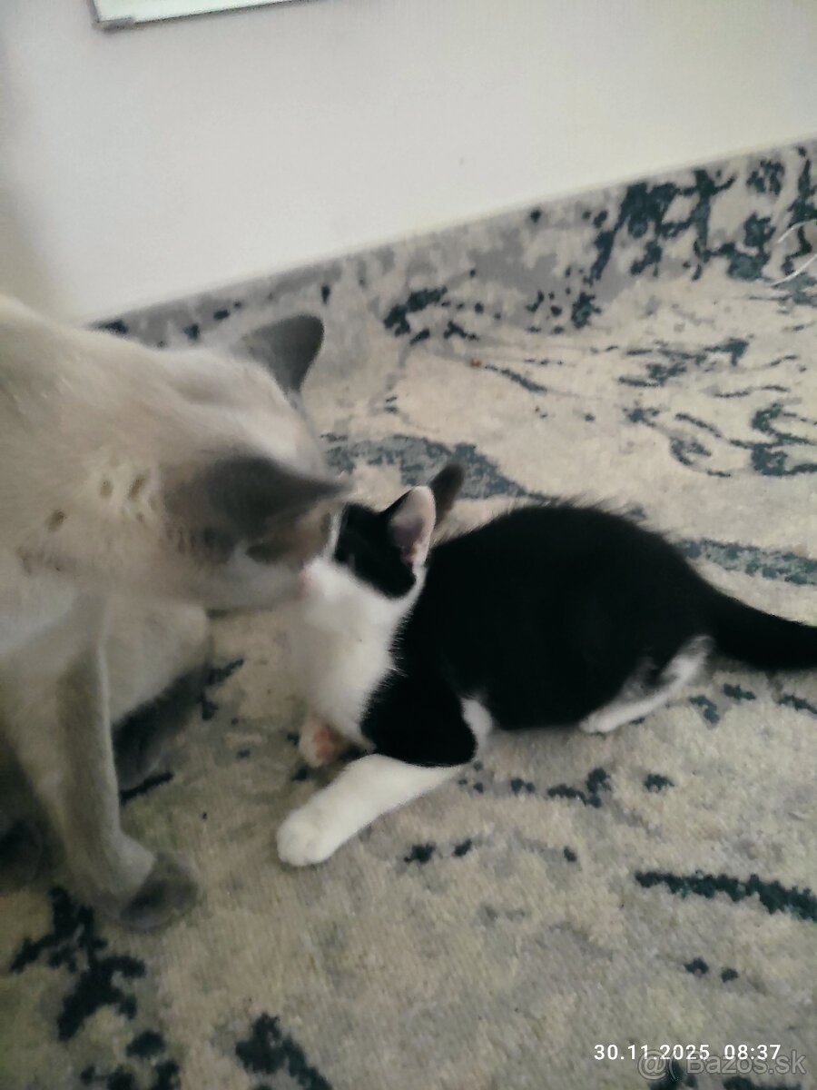 Polobritské mačiatka - 2
