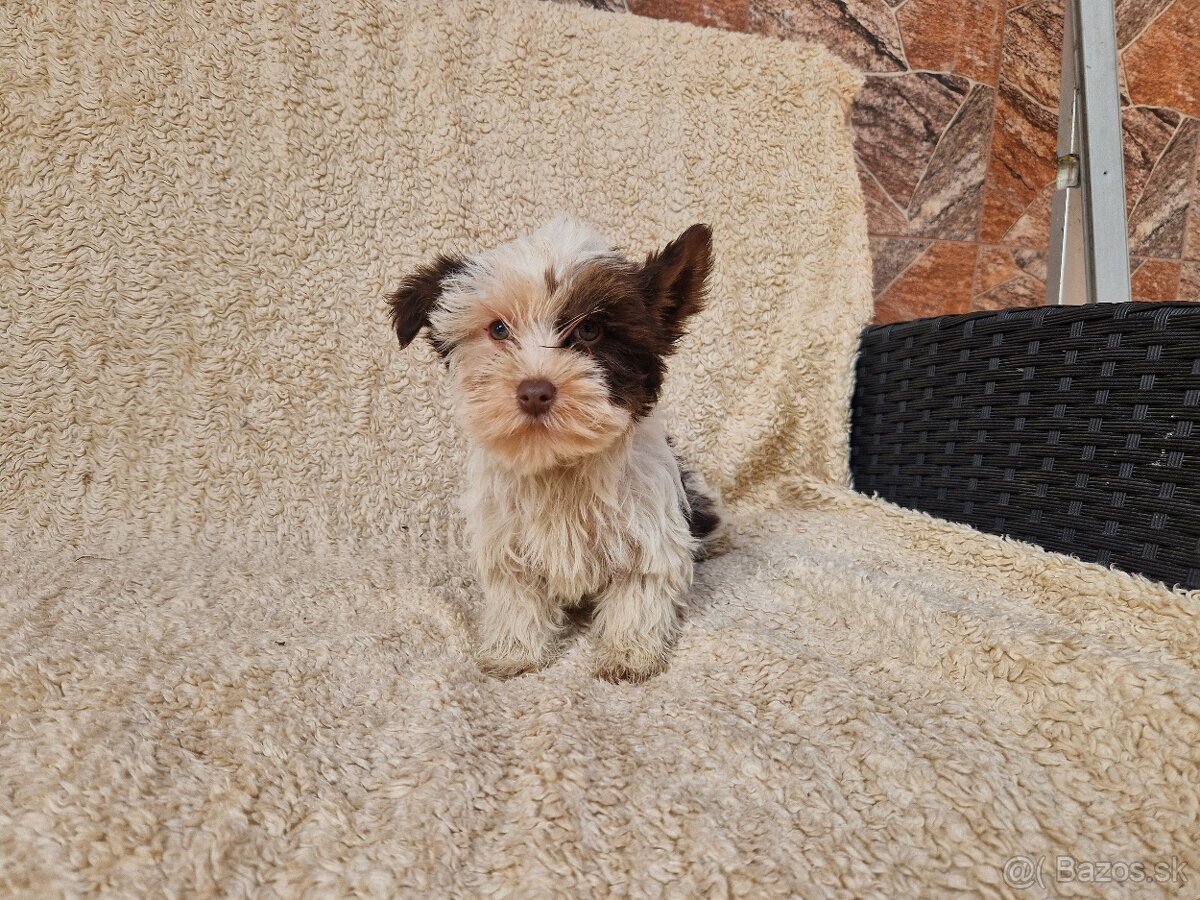 yorkshirsky terier, yorkshire - 2