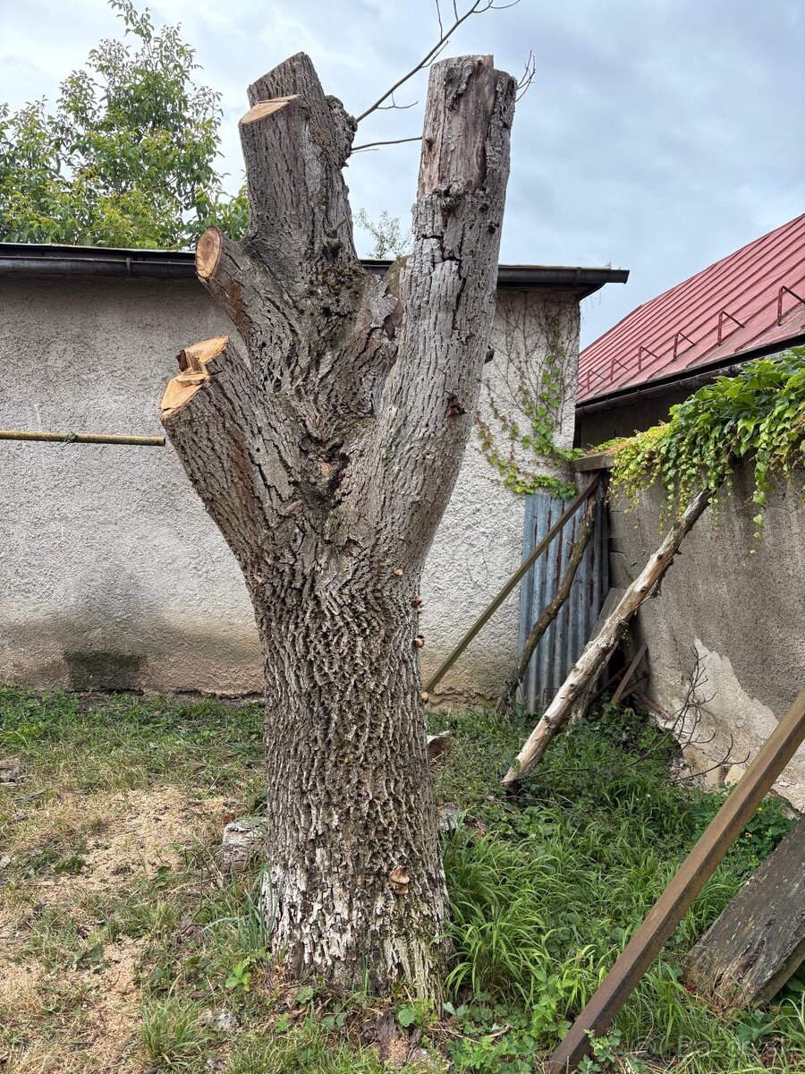 Orech - 2