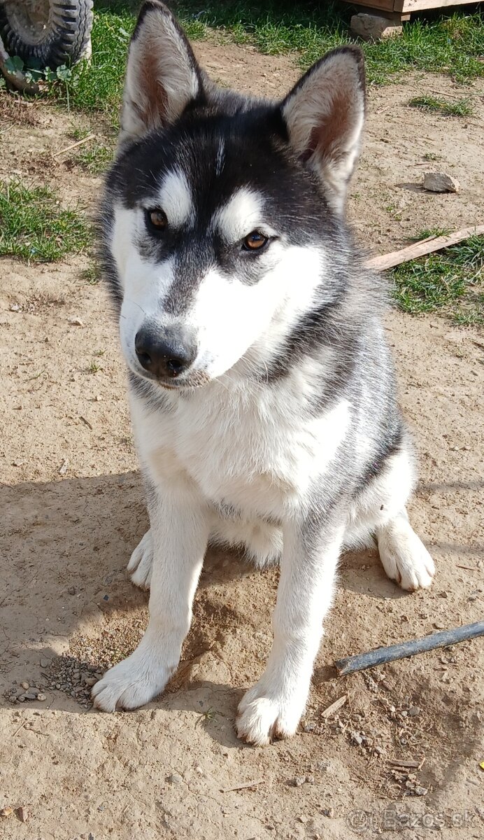 Predám 6 mesačného, psíka sibírsky husky - 2