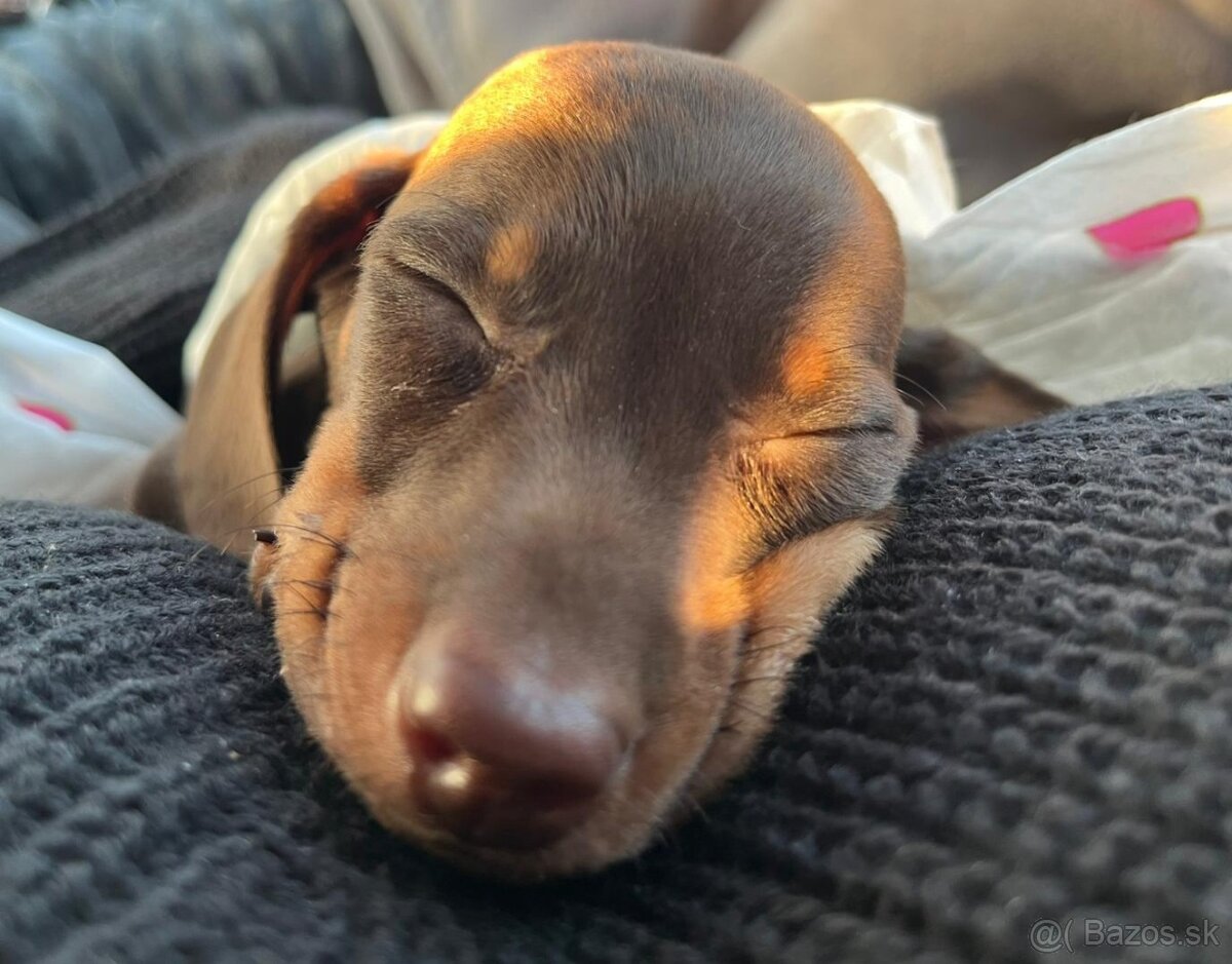 Trpasličí hladkosrstý jazvečík - 2