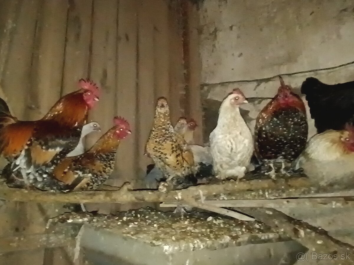 Predám Liliputky - 2