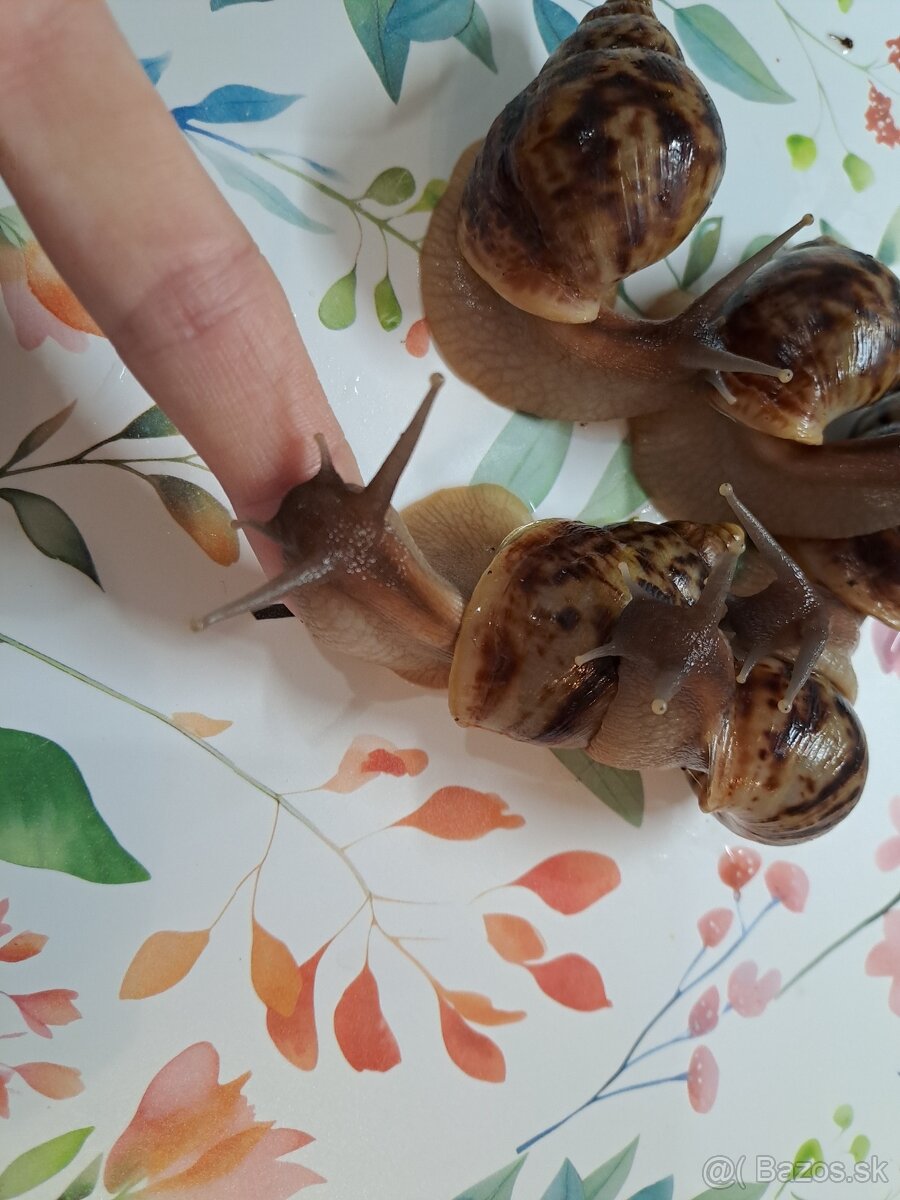 Lissachatina reticulata klasik - 2