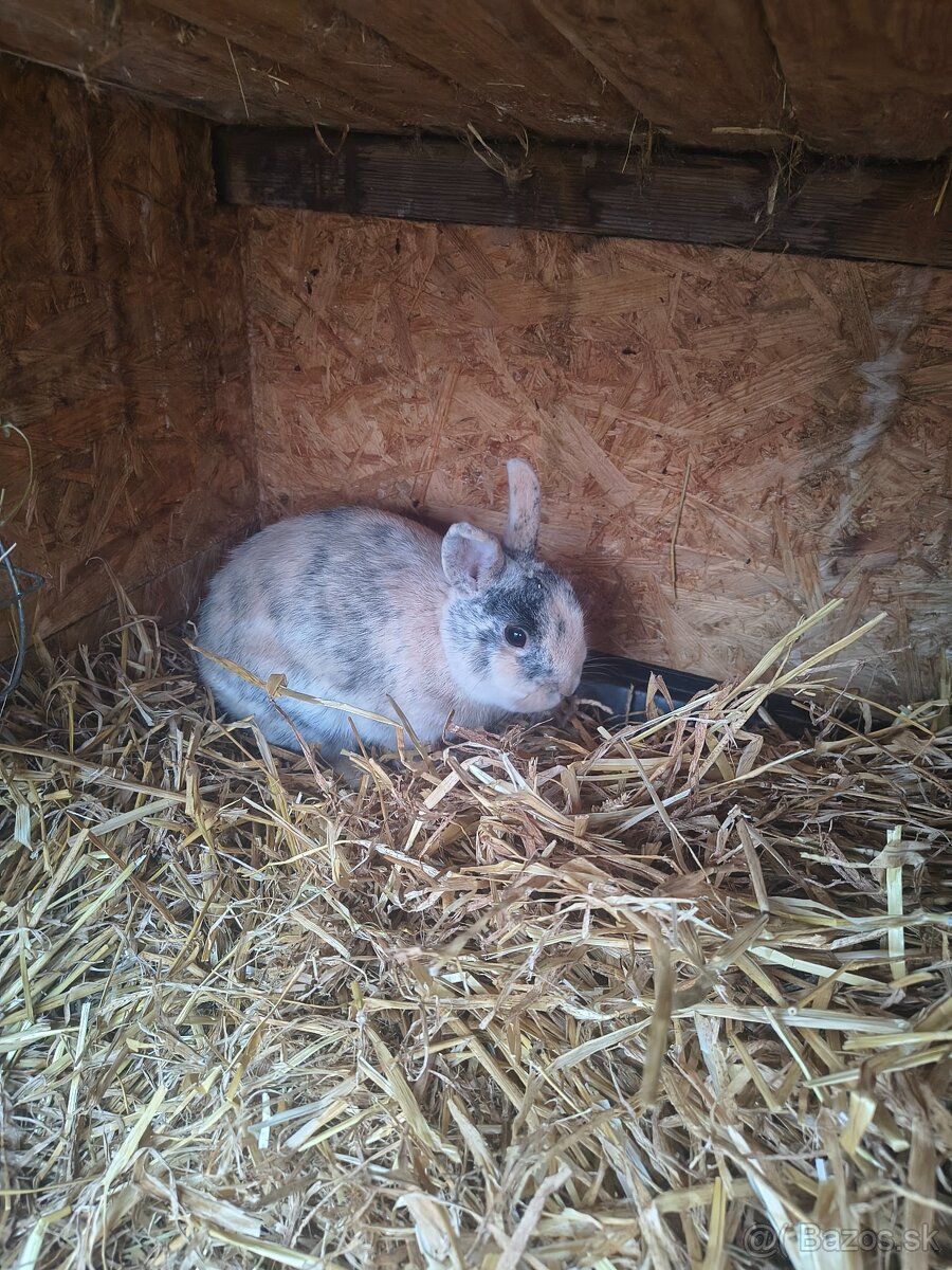 Predám zakrslého králika - 2