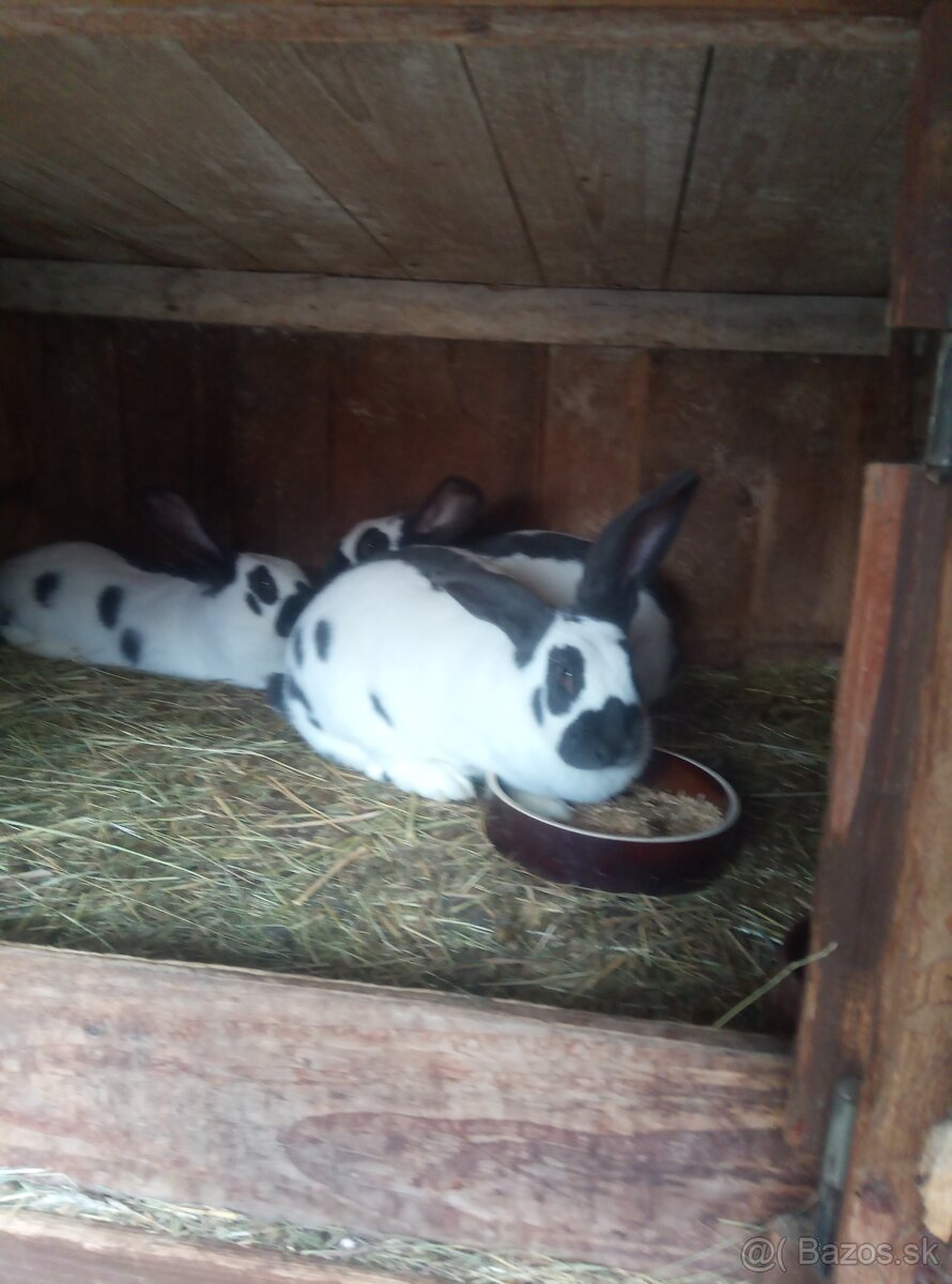 Nemecký obrovitý strakáč - 2