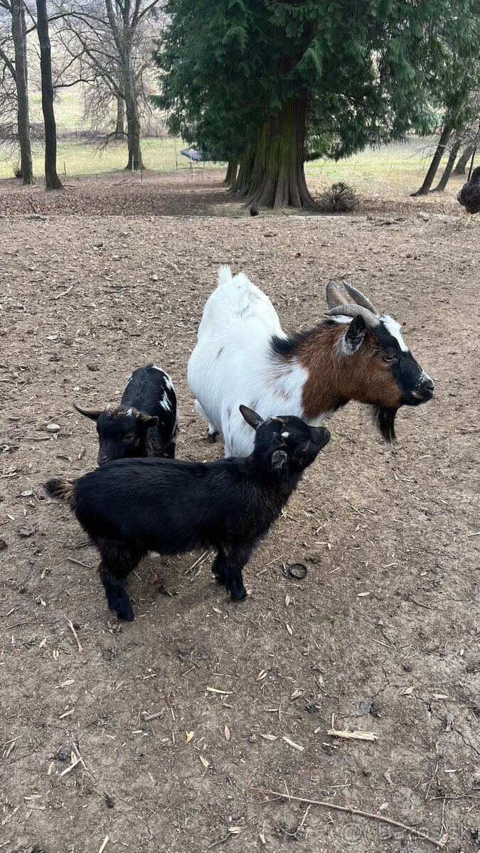 Holandska mini koza s kozliatkami (Martin) - 2