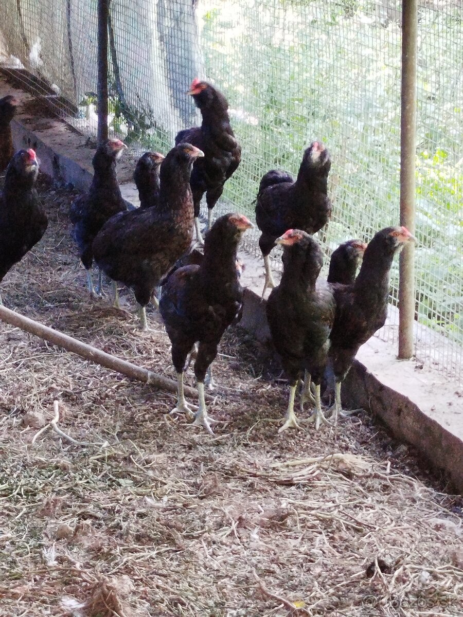 araucana kohútiky - 2