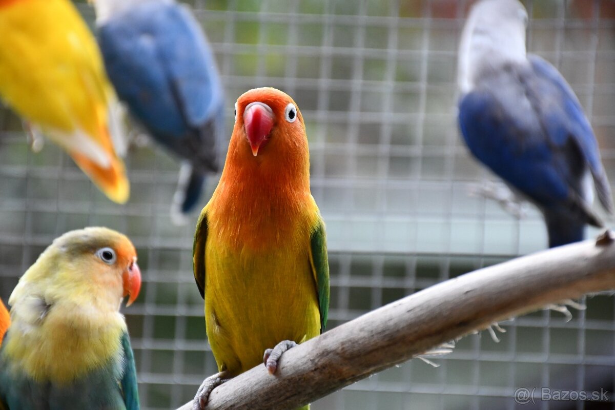 Agapornis fischer - 2