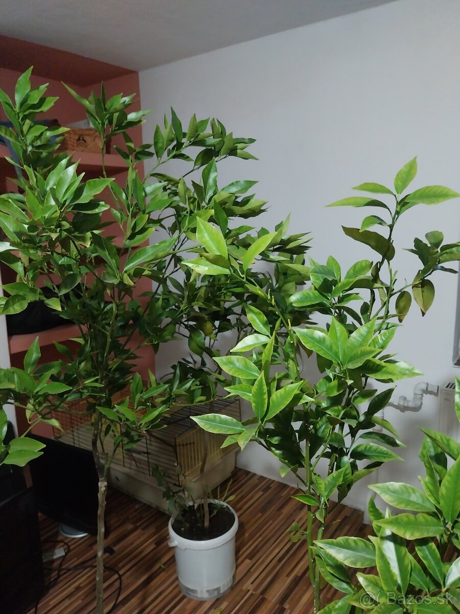 Citrus pomarančovník mandarinka - 2