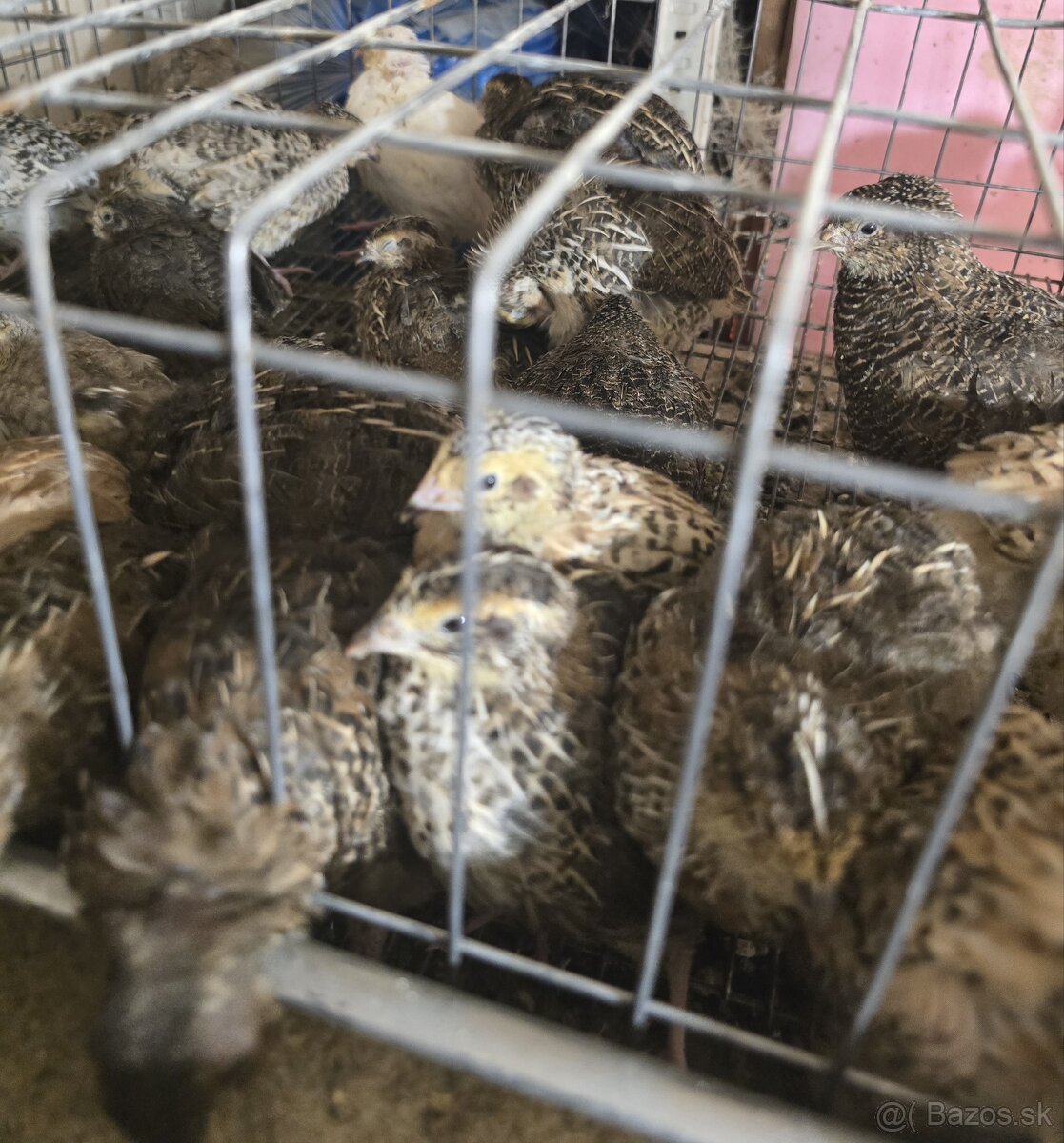 Japonské prepelice - 2