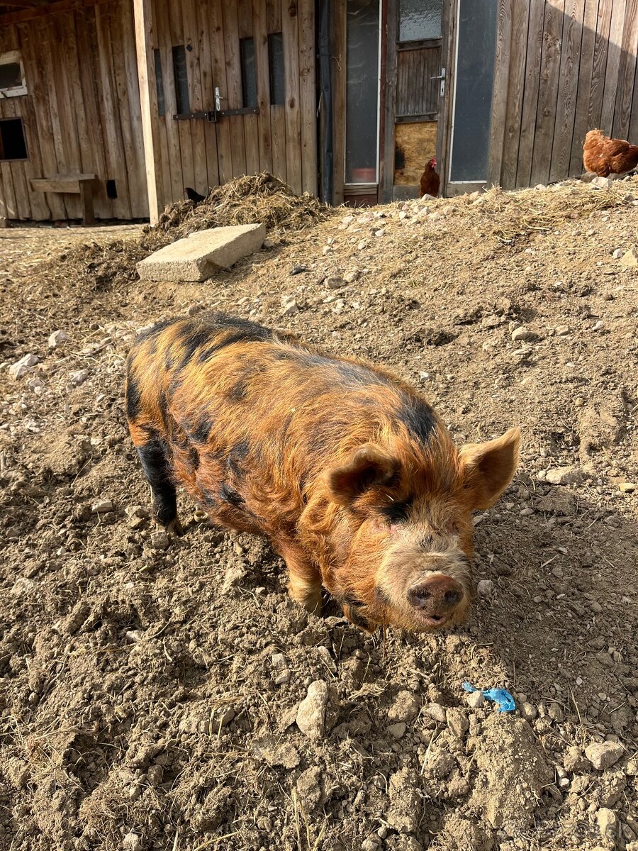 Kune - 2