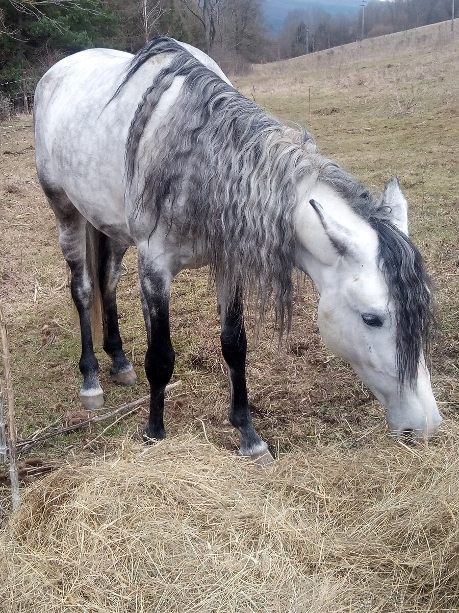 Pripúšťanie Shagya arab - 2