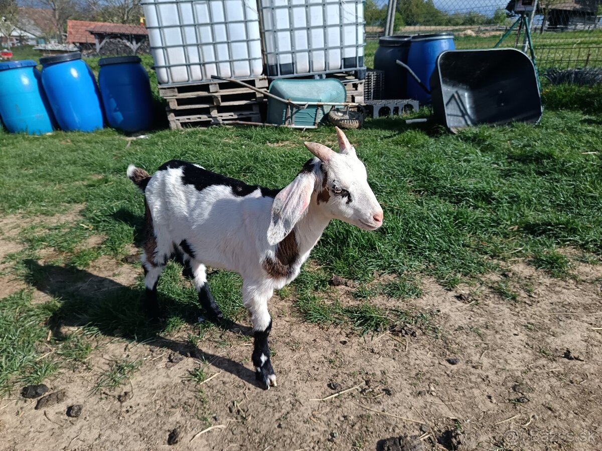 Predám mladého capka - 2