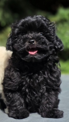 Maltipoo - 2