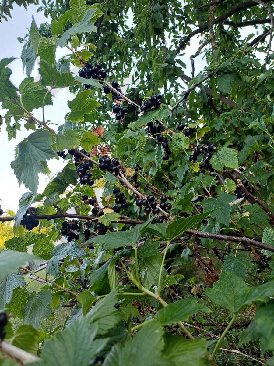 Čierne ribezle - 2