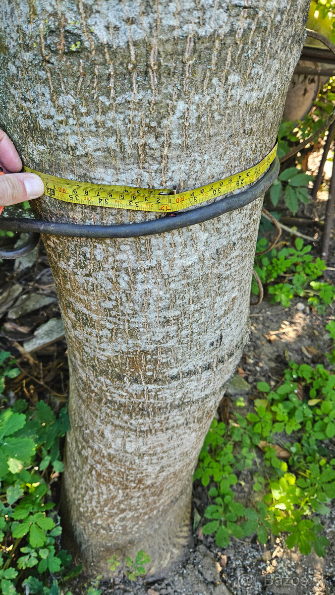 Ponúkam orechové a čerešňové drevo - 2