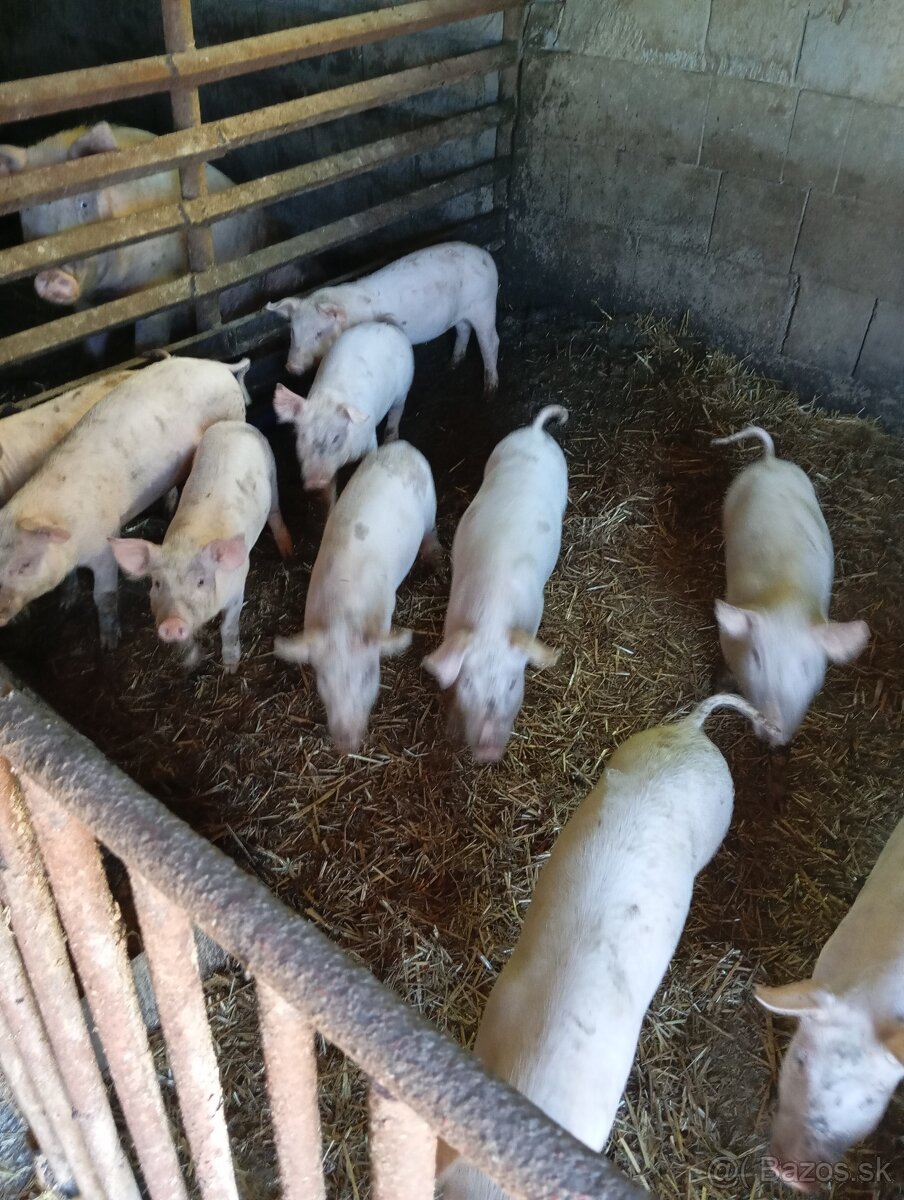 predam odstavčatá - 2