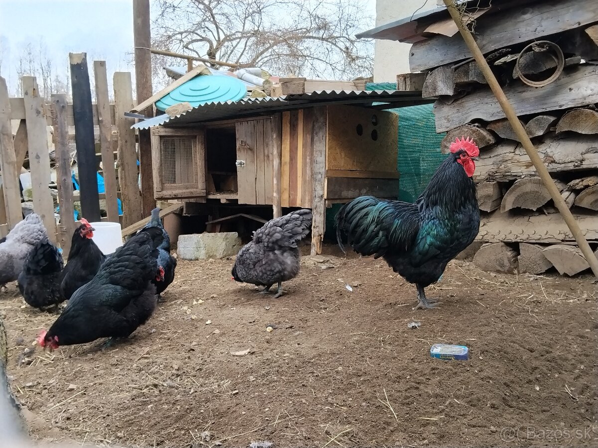 Násadovē vajcia - 2