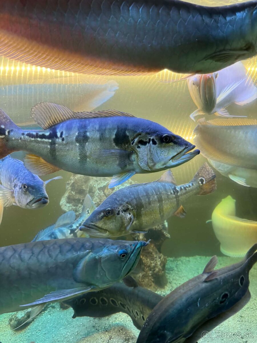 Americké cichlidy , velké Tetry - 2