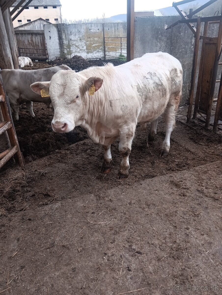 Plemenný býk - 2