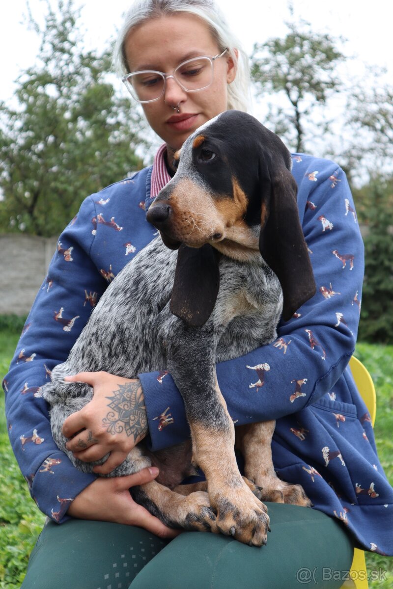 Velký gaskonský pes Grand Bleu de Gascogne s PP FCI - 2